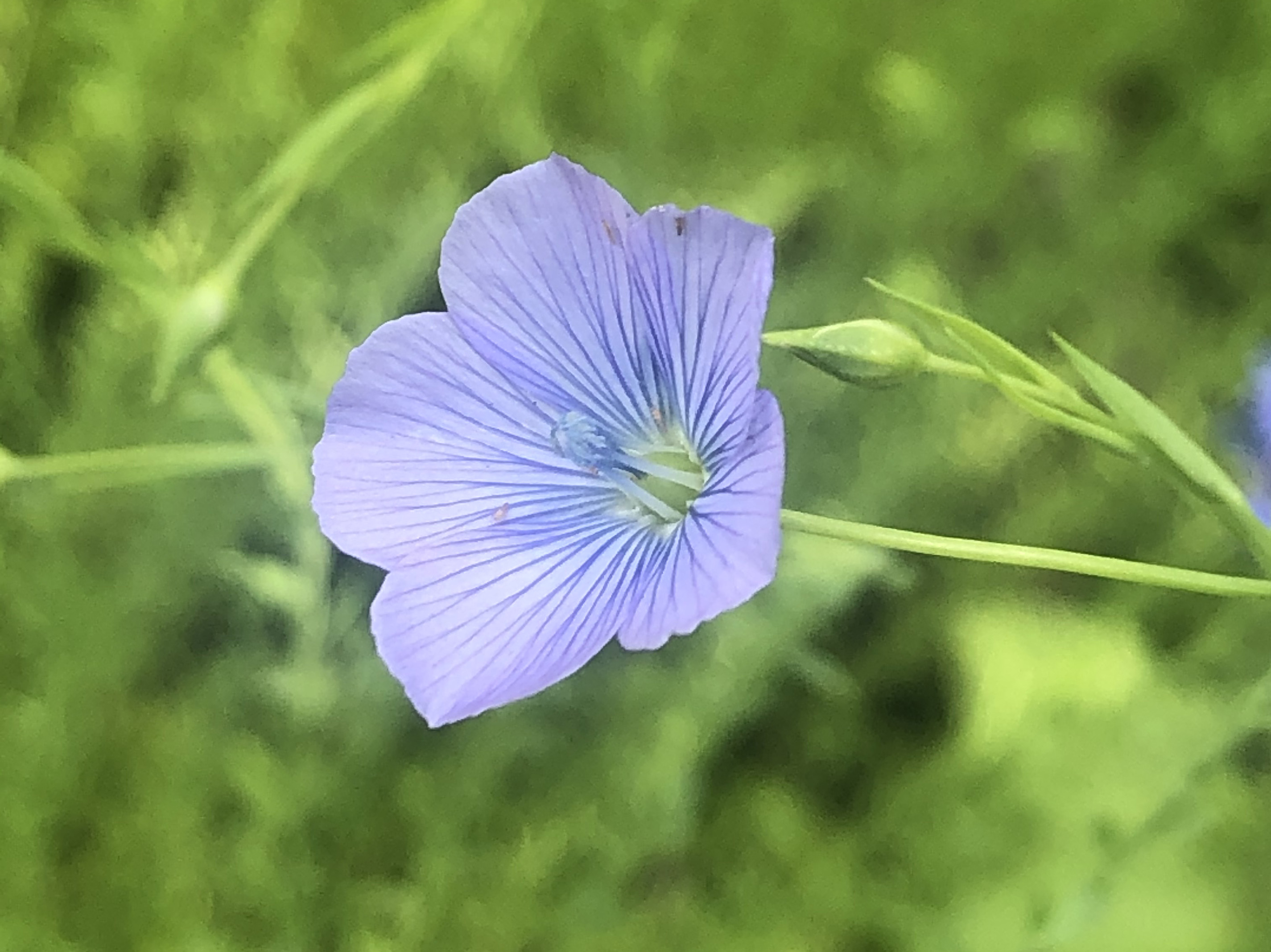 flax flower