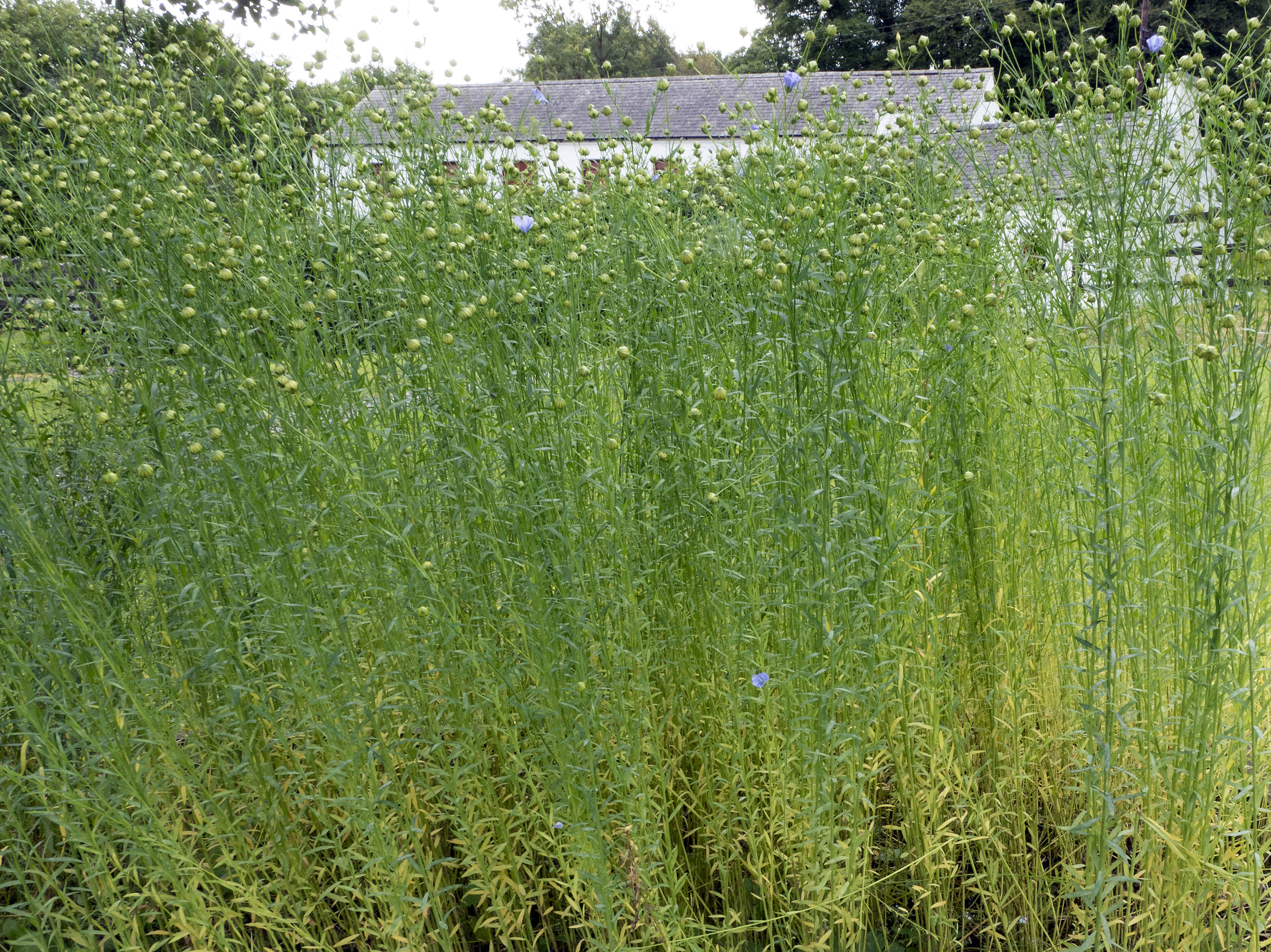 flax plants101